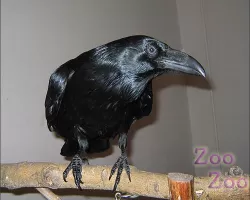 Ворона черного - птенцов выкормышей