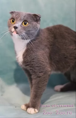 Шикарная, роскошная, породистая красавица-кошка