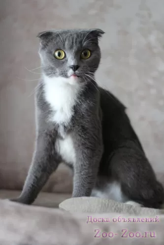Шикарная, роскошная, породистая красавица-кошка