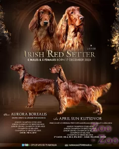 Элитные щенки ирландского красного сеттера