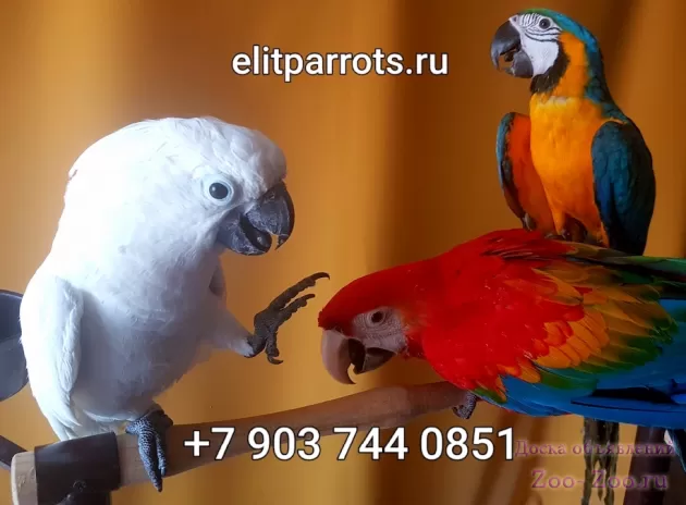 Попугаи - ручные птенцы из питомника