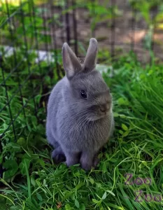 Нидерланский карликовый кролик